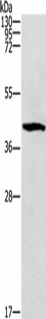 ZADH2 Polyclonal Antibody (E-AB-53216)
