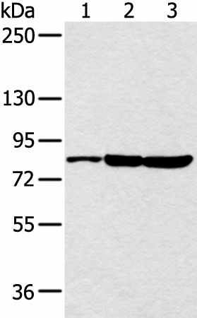 CCNT2 Polyclonal Antibody (E-AB-53387)