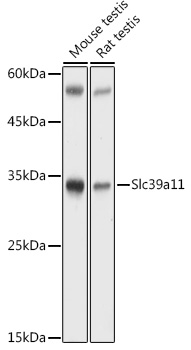 Slc39a11 Polyclonal Antibody (E-AB-92224)