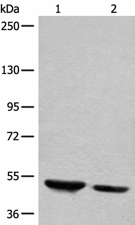 DENND1B Polyclonal Antibody (E-AB-18656)