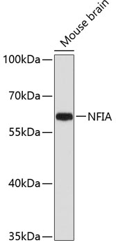 NFIA Polyclonal Antibody (E-AB-67569)