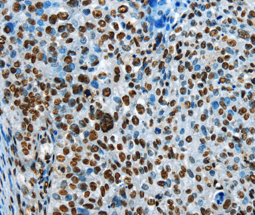 CREB1 Polyclonal Antibody (E-AB-10060)