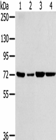 SNX2 Polyclonal Antibody (E-AB-16865)