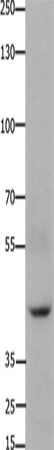 FOXD3 Polyclonal Antibody (E-AB-15644)