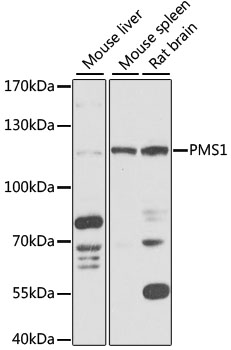 PMS1 Polyclonal Antibody (E-AB-90726)