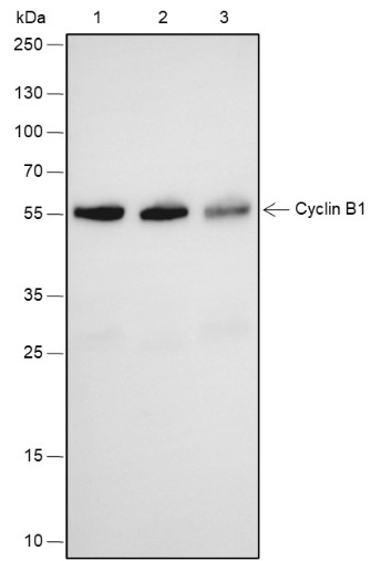Recombinant Cyclin B1 Monoclonal Antibody (AN301834L)