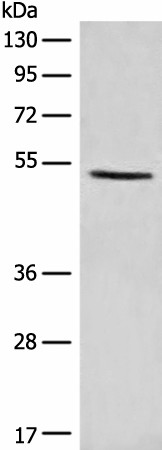 PTEN Polyclonal Antibody (E-AB-19312)