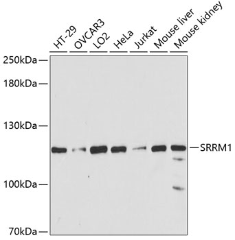 SRRM1 Polyclonal Antibody (E-AB-65529)