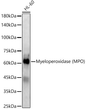 MPO Polyclonal Antibody (E-AB-66131)