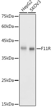 F11R Polyclonal Antibody (E-AB-68286)