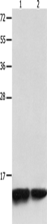 MYL9 Polyclonal Antibody (E-AB-12582)