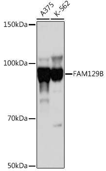 FAM129B Polyclonal Antibody (E-AB-92187)