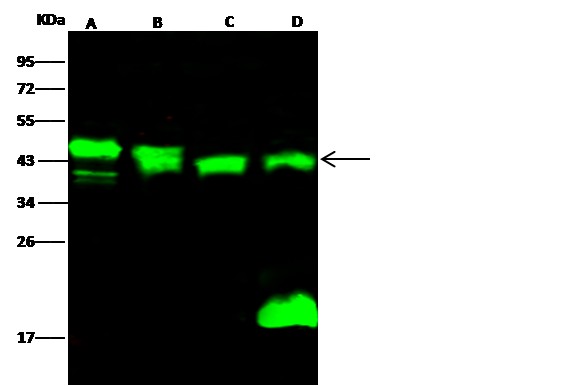 Recombinant PPM1A/PP2CA Monoclonal Antibody (AN300501P)