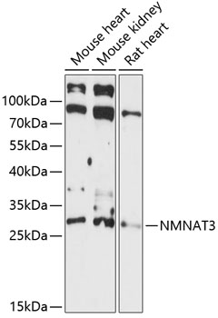 NMNAT3 Polyclonal Antibody (E-AB-90856)