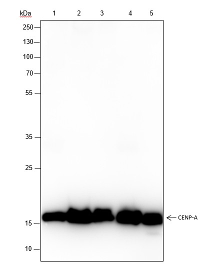 Recombinant CENP-A Monoclonal Antibody (AN301489L)