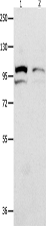 MVP Polyclonal Antibody (E-AB-14194)