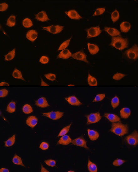 DNER Polyclonal Antibody (E-AB-65359)