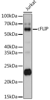 CFLAR Polyclonal Antibody (E-AB-68354)