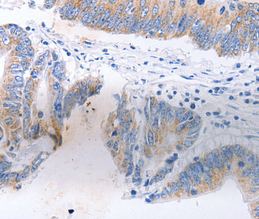 SERP1 Polyclonal Antibody (E-AB-10552)