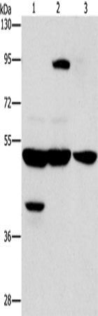 STK4 Polyclonal Antibody (E-AB-13112)