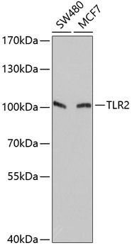 TLR2 Polyclonal Antibody (E-AB-60720)
