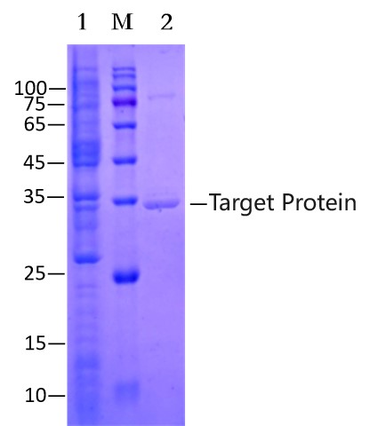 Anti-GFP Nanobody Affinity Agarose (EA-IP-004N)