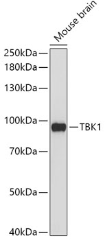 TBK1 Polyclonal Antibody (E-AB-60743)