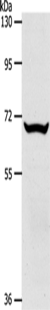 SLC33A1 Polyclonal Antibody (E-AB-12874)