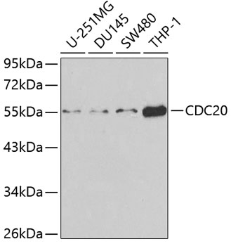 CDC20 Polyclonal Antibody (E-AB-60269)