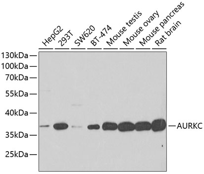 AURKC Polyclonal Antibody (E-AB-62229)