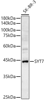 SYT7 Polyclonal Antibody (E-AB-90475)