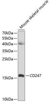 CD247 Polyclonal Antibody (E-AB-60581)