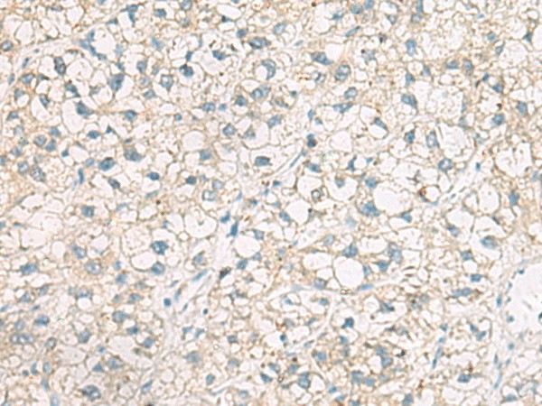 POFUT1 Polyclonal Antibody (E-AB-52708)