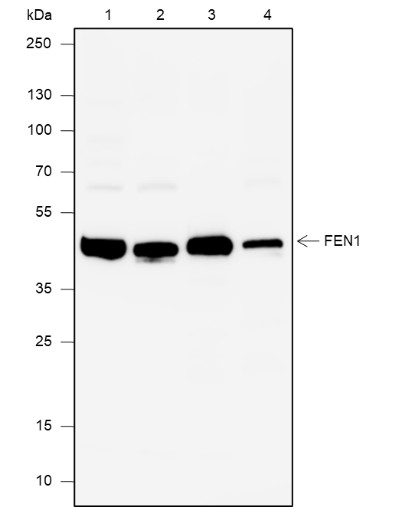 Recombinant FEN1 Monoclonal Antibody (AN301922L)