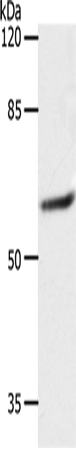 SLC16A4 Polyclonal Antibody (E-AB-12560)