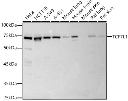 TCF7L1 Polyclonal Antibody (E-AB-92928)