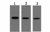T7-Tag Monoclonal Antibody (E-AB-20017)