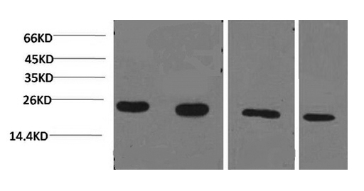 PPIB Monoclonal Antibody (E-AB-22123)
