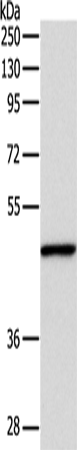INHBA Polyclonal Antibody (E-AB-15512)
