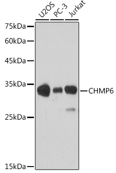 CHMP6 Polyclonal Antibody (E-AB-92624)