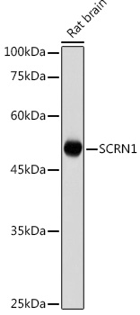 SCRN1 Polyclonal Antibody (E-AB-92251)