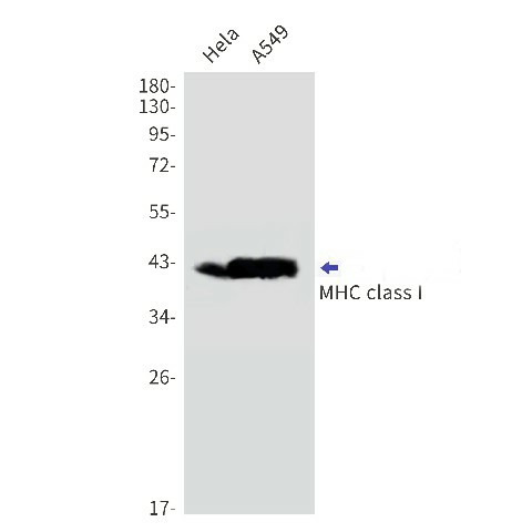 Recombinant MHC Class I Monoclonal Antibody (E-AB-81519)