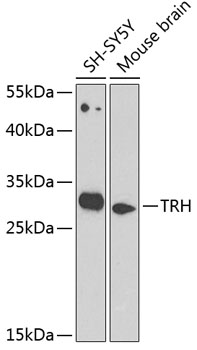 TRH Polyclonal Antibody (E-AB-68419)