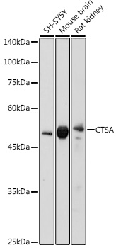CTSA Polyclonal Antibody (E-AB-67668)