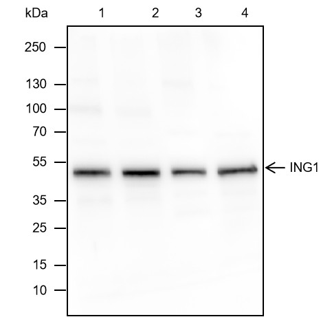 Recombinant ING1 Monoclonal Antibody (AN301818L)