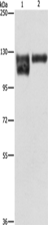 ITGB1 Polyclonal Antibody (E-AB-10403)