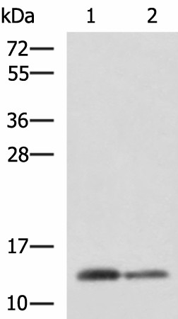 CRABP1 Polyclonal Antibody (E-AB-18631)