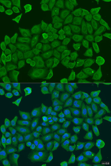 SHC4 Polyclonal Antibody (E-AB-92854)