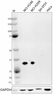 Purified anti-ASCL1 (MASH1) Antibody (673051)