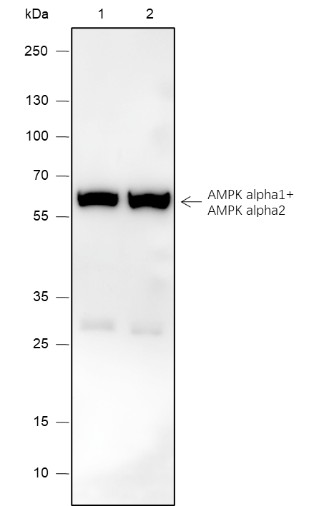 Recombinant AMPK alpha 1+AMPK alpha 2 Monoclonal Antibody (AN301866L)